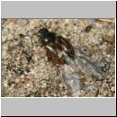 Aphodius cf distinctus - Blatthornkaefer 01b 5mm.jpg